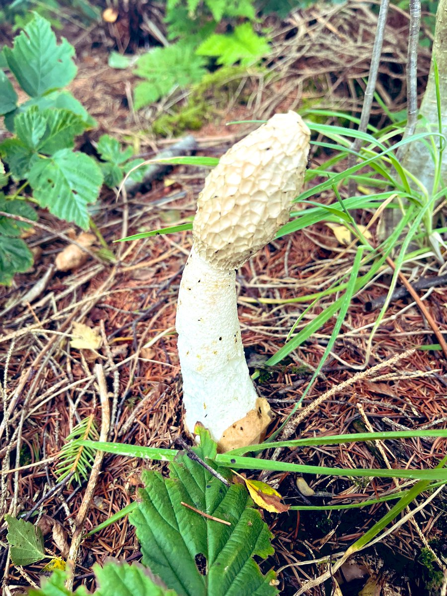 SarahCWarnock1's tweet photo. Fungus Saturday. Love the woods and love mushroom spotting - such a geek! #mushrooms #woodland #walks #Scotland #Saturday https://t.co/SCz1og4tDi