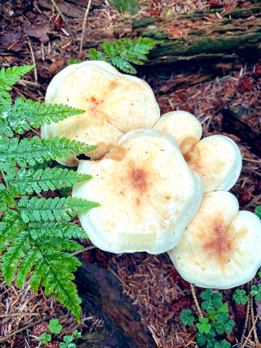 SarahCWarnock1's tweet photo. Fungus Saturday. Love the woods and love mushroom spotting - such a geek! #mushrooms #woodland #walks #Scotland #Saturday https://t.co/SCz1og4tDi