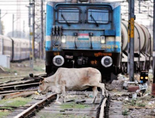 Fortuitous_Monk's tweet photo. Also, the trash and eatable waste attracts animals like Dogs and cattle to the tracks. 
Having ridden the Engine, I’ve seen how heart-wrenching it is to see such innocent animals being run over by trains while the helpless locopilots keep trying to apply brakes and honk whistles. https://t.co/WwF5fi85MH