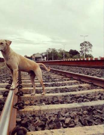 Fortuitous_Monk's tweet photo. Also, the trash and eatable waste attracts animals like Dogs and cattle to the tracks. 
Having ridden the Engine, I’ve seen how heart-wrenching it is to see such innocent animals being run over by trains while the helpless locopilots keep trying to apply brakes and honk whistles. https://t.co/WwF5fi85MH