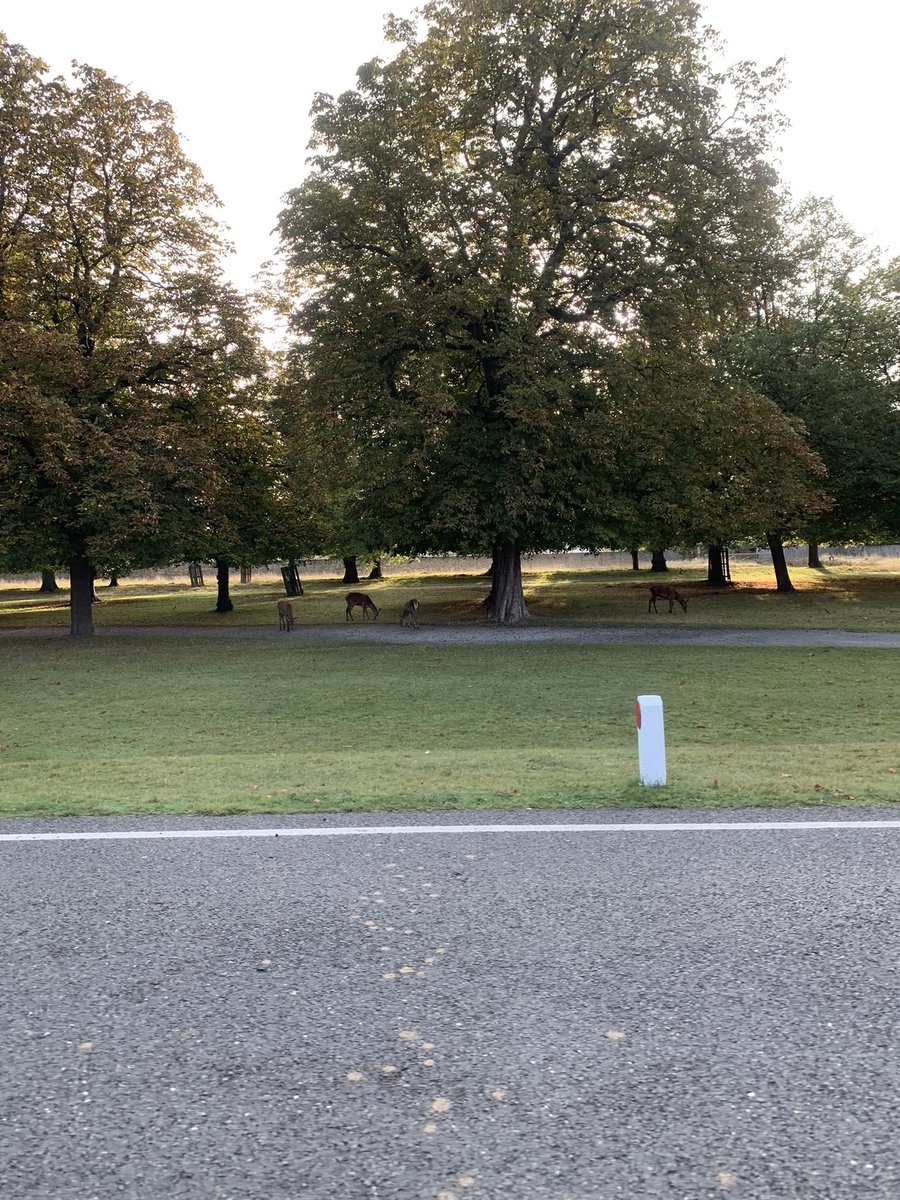 mysonisno1's tweet image. Headed to the home of parkrun with my club today, thoroughly enjoyed one lap of the park, saw deer on the way in but not on my run, happy with my fastest time for a couple of months #running #strava #flanci #parkrun #bushyparkparkrun #endorphins