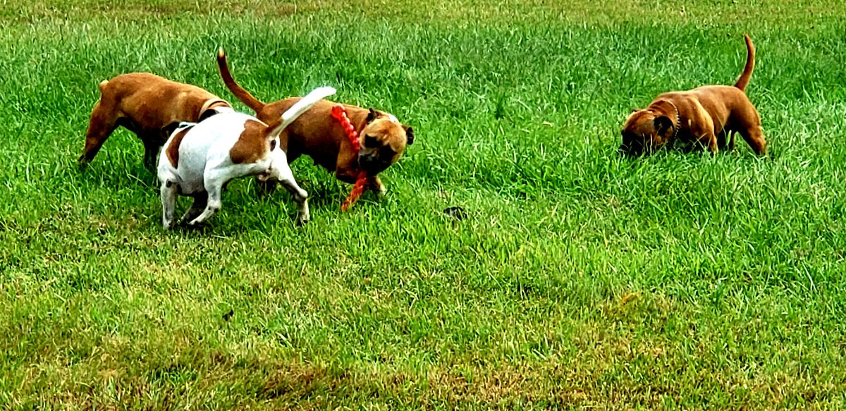 e-Ruffian.com SBT Kennel tweet media