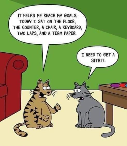 BeaconAnimalNJ's tweet photo. Reach your #goals this #Caturday. https://t.co/m5qroqMHAm