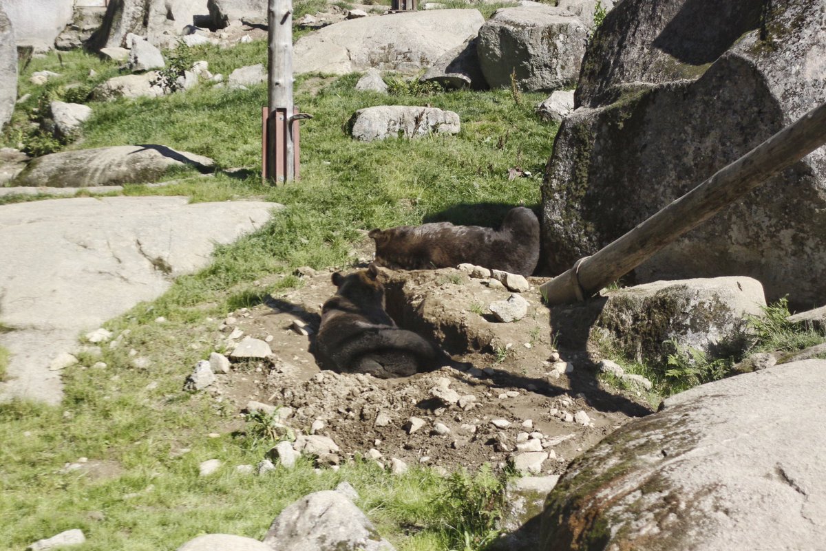 charmelectrino's tweet photo. Looking comfy..💤
#naptime #potero #ahtari #photooftheday #sunnyday #eurasianbrownbear #bear #midday #rocks #grass #bearhole #foxhole https://t.co/5KrI9NIoQg