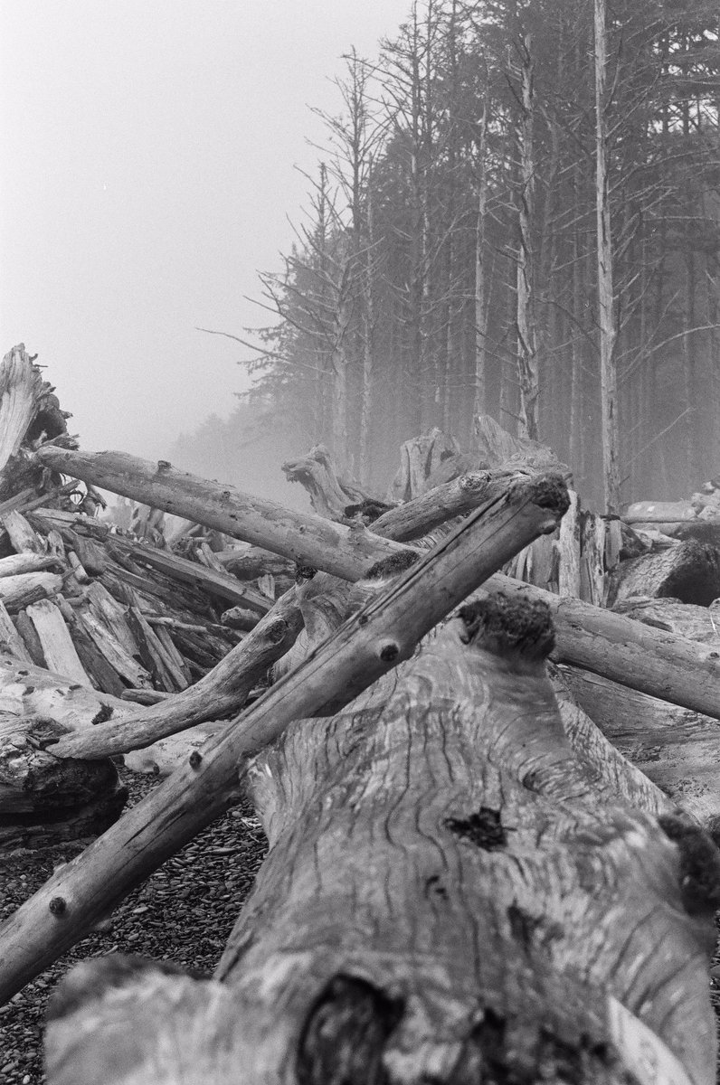 Rialto driftwood

#madewithkodak #kodak #tmax #film #blackandwhite #processedbypraus 

threedown.com/2023/09/rialto…