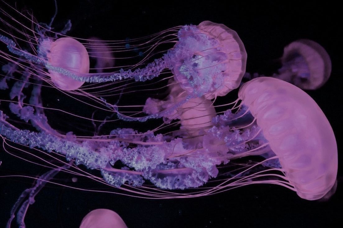 pink chrysaora ✧˖°.