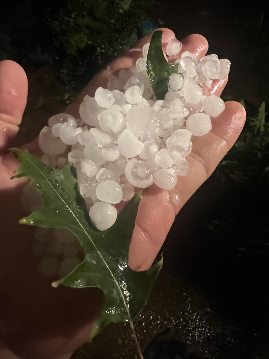 ltaylor07's tweet photo. Hail damage on several hundred acres of soybeans.  These were set to be harvested this week and got destroyed on Tuesday.  What do you do? What can you do? https://t.co/DUzqk77m2Y