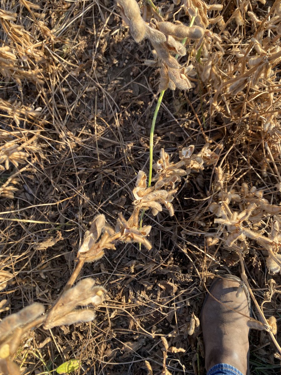 ltaylor07's tweet photo. Hail damage on several hundred acres of soybeans.  These were set to be harvested this week and got destroyed on Tuesday.  What do you do? What can you do? https://t.co/DUzqk77m2Y