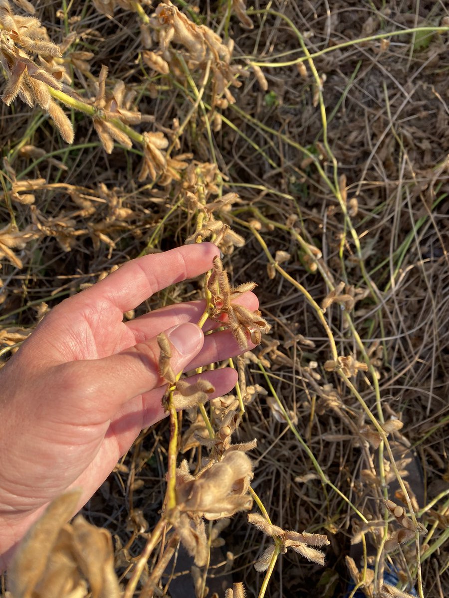 ltaylor07's tweet photo. Hail damage on several hundred acres of soybeans.  These were set to be harvested this week and got destroyed on Tuesday.  What do you do? What can you do? https://t.co/DUzqk77m2Y