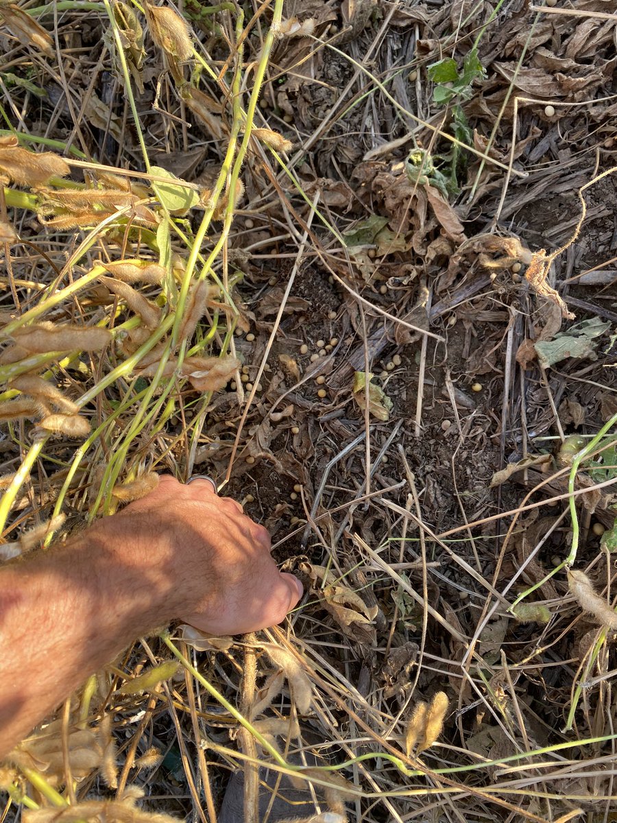 ltaylor07's tweet photo. Hail damage on several hundred acres of soybeans.  These were set to be harvested this week and got destroyed on Tuesday.  What do you do? What can you do? https://t.co/DUzqk77m2Y