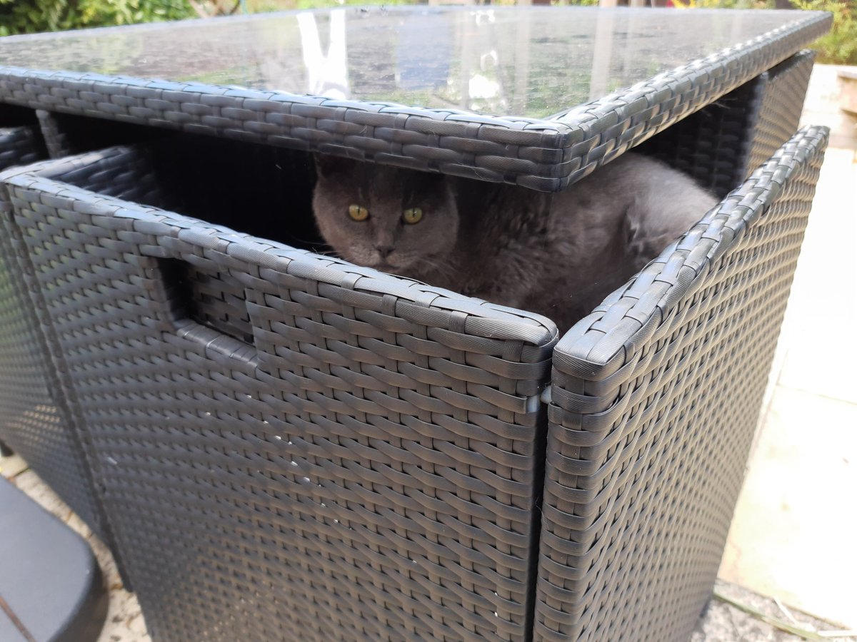 IvanandFelix's tweet photo. I'm just looking for some privacy, ok??
#CatsOfTwitter #CatsOnTwitter #IWantToBeAlone https://t.co/w6jB5RTShP