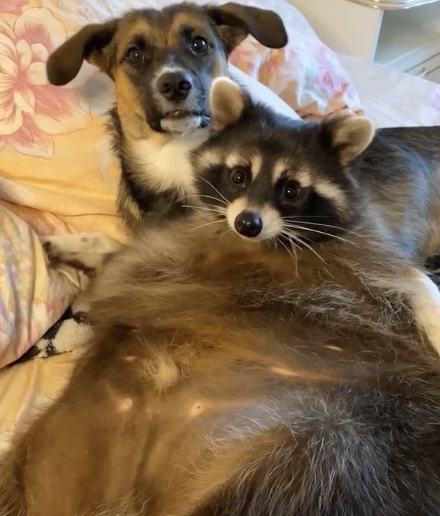 raccoonhourly's tweet photo. https://t.co/DuEML4rmOO