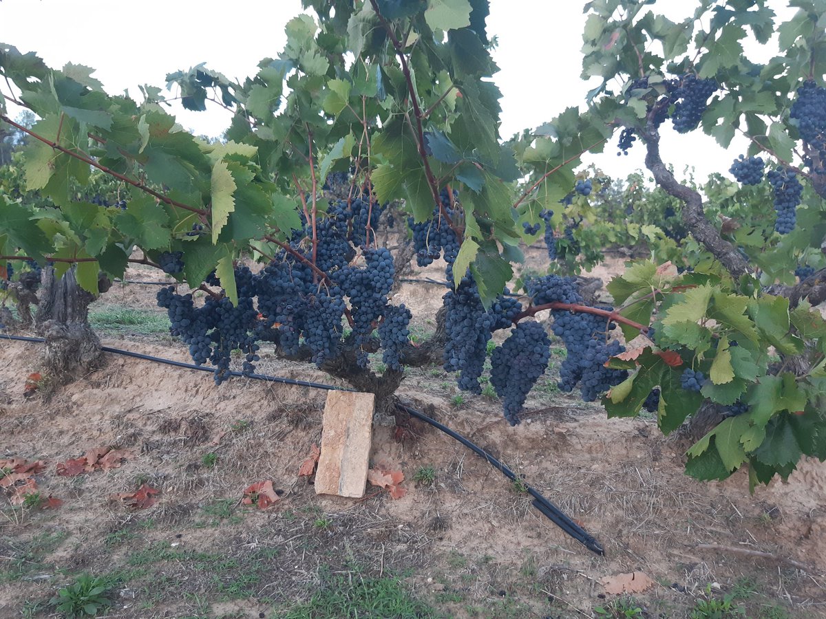 JMBB65's tweet photo. Com es possible, en un any de seca brutal! 🍇🍇🍇🍇🍇el mateix cep!
13-set, 31-jul,16-jun,
100x100 Carinyena, @domontsant
#Darmos
@PagesosGPS https://t.co/vgqItaFHl0