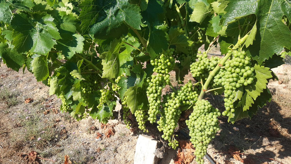 JMBB65's tweet photo. Com es possible, en un any de seca brutal! 🍇🍇🍇🍇🍇el mateix cep!
13-set, 31-jul,16-jun,
100x100 Carinyena, @domontsant
#Darmos
@PagesosGPS https://t.co/vgqItaFHl0