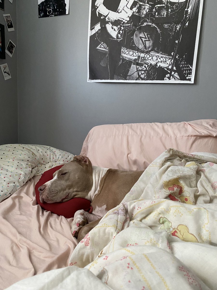 baileeak_'s tweet photo. POV: you’re rescued from the streets of Texas + a kill shelter by your foster who you live with for over a year &amp; then get adopted by your new mom in Canada &amp; you’re now getting your beauty sleep before your Halloween photos. https://t.co/jUD8NZiwrB