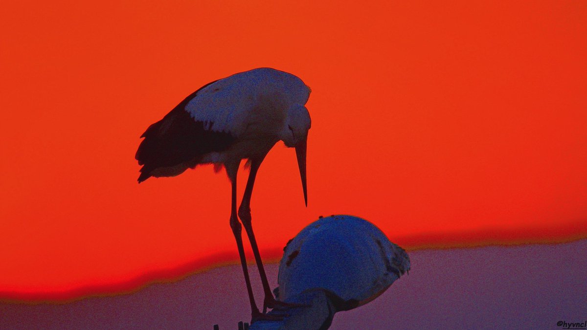 OzgunSozuer's tweet photo. White Stork | Ciconia ciconia | LEYLEK

https://t.co/ueTHkkMO44

#whitestork #ciconiaciconia #pajareo #hayvanmanzaraları #16x9_birds #BirdsOfTwitter #500pxrtg #thephotohour #dailyphoto #pintofotografía #photohdr #channel169 #euring @_EURING https://t.co/5JOWmIrEmi