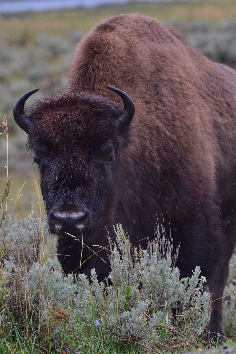 Yellowstone Bison fineartamerica.com/featured/yello…
#bison #Yellowstone #Yellowstonenationalpark #wildlifephotography #natureshot #animalplanet