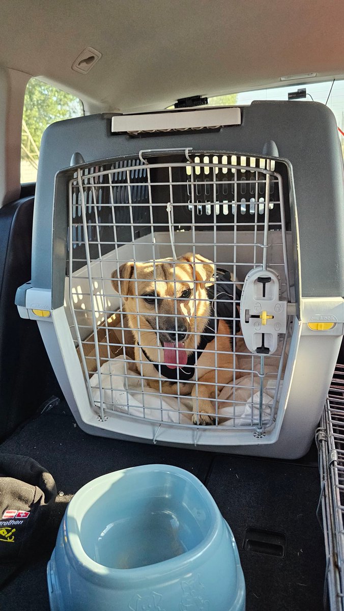 VeloRwa's tweet photo. Welcome to family Einstein
#DogsOfUkraine
🇺🇦 -> 🇩🇪 https://t.co/PCZZs4pd8i