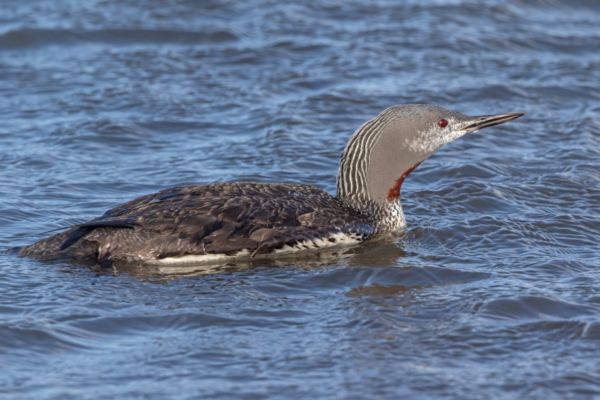 Red throated divers S Shields pier.