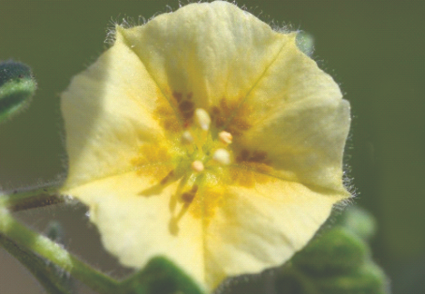 Un nuevo género para México: #Cataracta, a new monotypic genus segregated from #Physalis (#Solanaceae): phytotaxa.mapress.com/pt/article/vie…