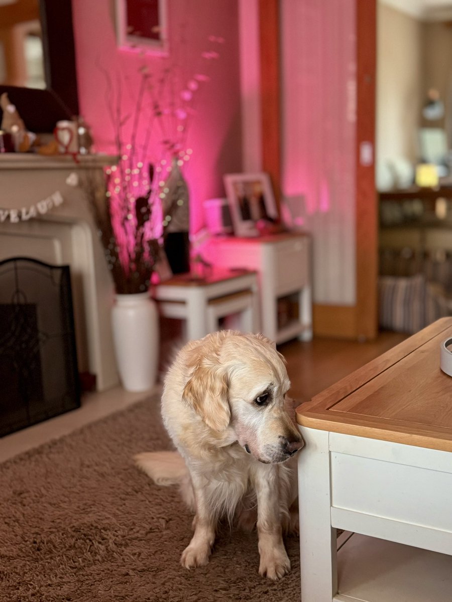 TRetriever's tweet photo. Please feed me, please feed me……FEED ME!! 😜😜 #goldenretriever #dogsoftwitter https://t.co/vP2HSEJX1W