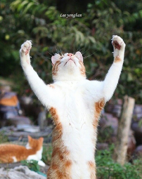 USANEW_ $DUEL @playsomo | $SOMO tweet media