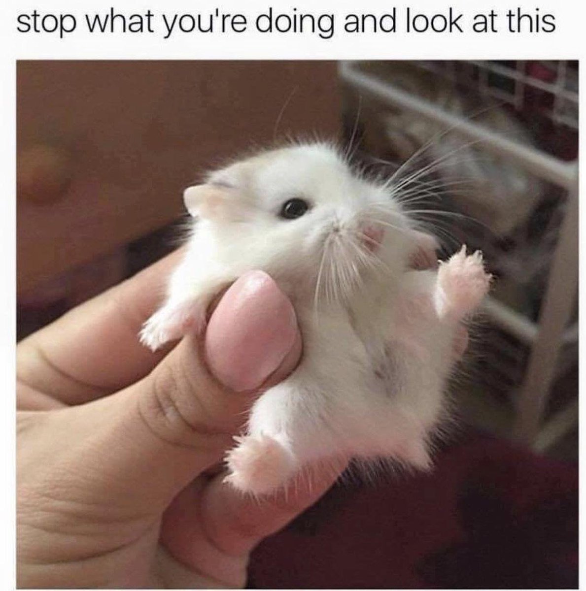 WholesomeMemes (@wholesomememe) on Twitter photo 