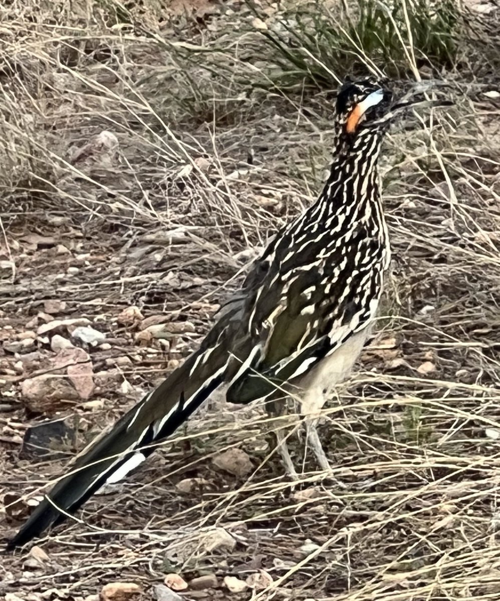 Check out these roadrunners making a pit stop at Desert Oasis RV Park Come visit us!
#campground #camping #RVPark #rvliving #rvlife #thedesertoasiscampground #rvcamping #BisbeeAZ #tombstoneAZ #roadrunner #birdwatching #Glamping #RVRentals #Airbnb #Vrbo #Hipcamp #glampinghub