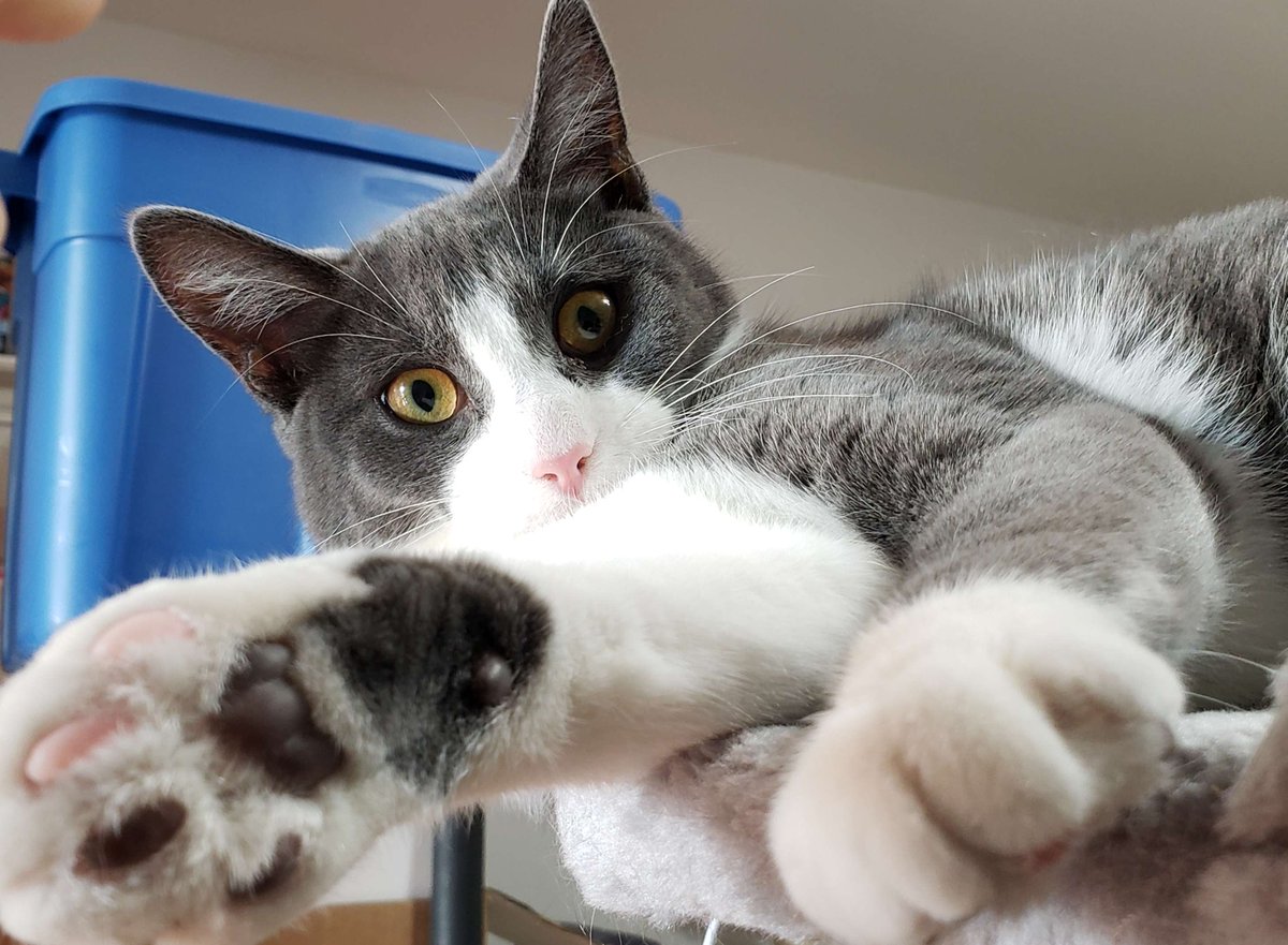 I spend this day every year rereading the TRC's Calls to Action report, and I'd like to make it easier for other Canadians to join me in that. Here's a link: 
nctr.ca/records/report… 

Deese also offers her paw, in case anyone needs a hand to hold while reading.