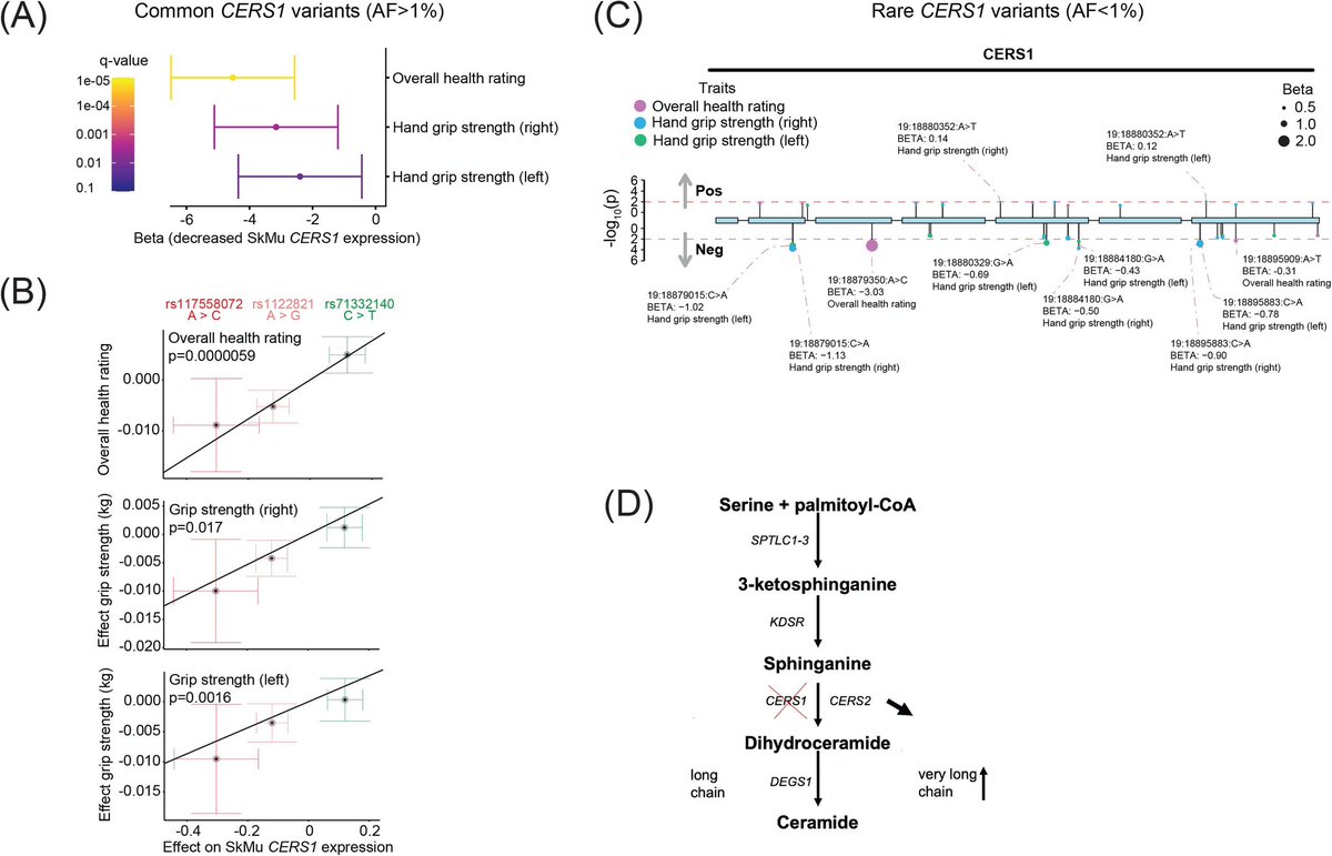 DanielJDrucker's tweet photo. Age related impairments in muscle function arise due to a reduction in CERS1, thereby underlining the importance of the sphingolipid biosynthesis pathway in age-related muscle homeostasis https://t.co/WAaDMLgt82 https://t.co/9tkcfQvSo9