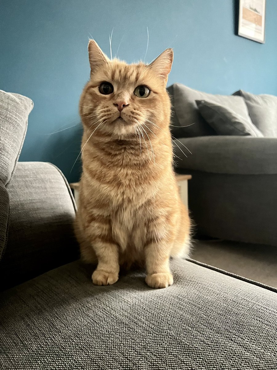 My mum says I have stumpy leggies. I don’t know what that means but they work well enough at 4 am when I use them to pat her face. 😹🐾🧡#CatsOfTwitter #Saturday