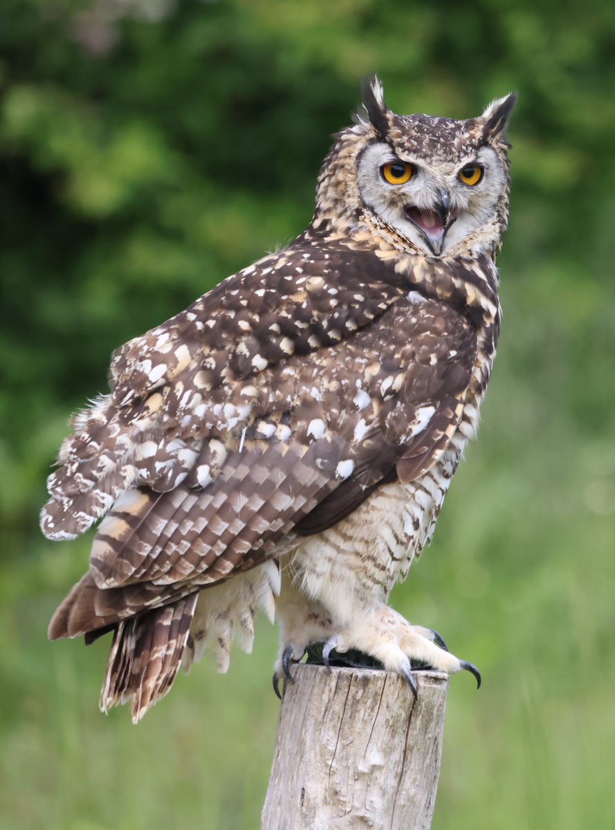 Eagle Owl #Owl #owls  #bird #birding #birdlovers #birdofprey #birdoftheday #birdphotography #birdwatchers #birdwatching #Wildlife #TwitterNatureCommunity #TwitterNaturePhotography #jessopsmoment #eagleowl