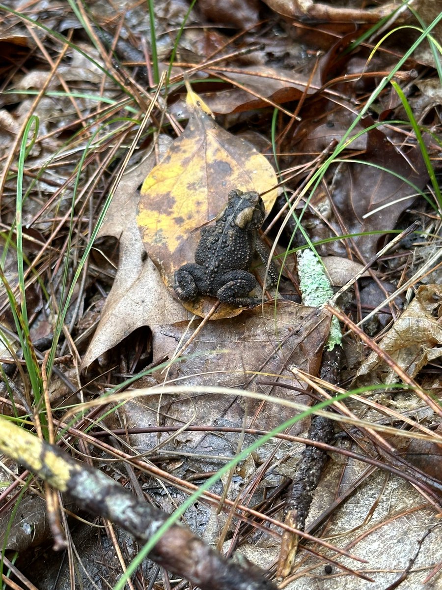 Wonderful afternoon with my daughter.  She is getting SO good at spotting mushrooms, and her identification skills are really strong.  Mr. Toad seemed happy to see us as well.