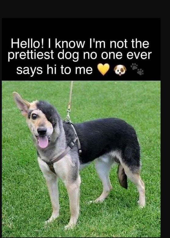 BestinDogs's tweet photo. No matter what, all dogs deserve the same love ❤️ https://t.co/mPCywkj7ed
