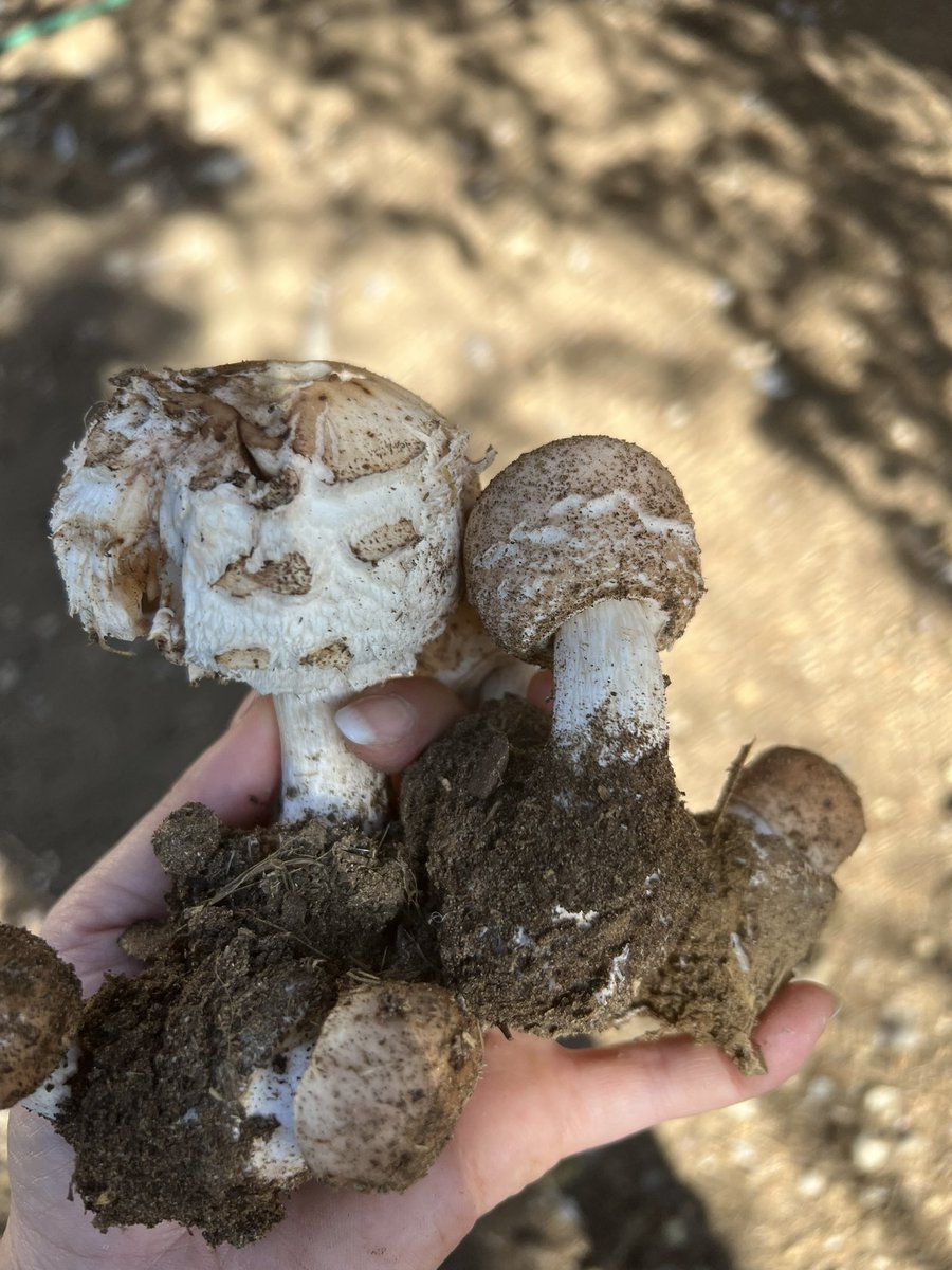 KitBaroness's tweet photo. Name this 🍄 

It is ill advised to eat but is edible with caution https://t.co/DxdlBKmtOK