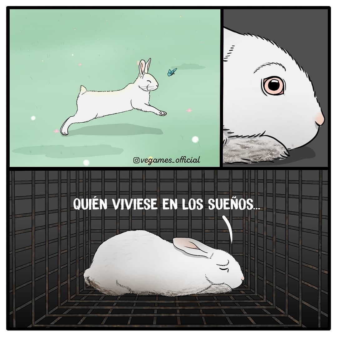 VeganFTAEspanol's tweet photo. Los conejos son animales activos y sociables. Sin embargo, estos seres sintientes son encerrados y explotados por su carne, su pelaje y para experimentos 💔🐇
📸 @VegamesOfficial
#veganfta #conejos #angora #sintesteo #veganismoesjusticia #losanimaelsnosoncomida #rabbitworld https://t.co/h8pIr85bQX