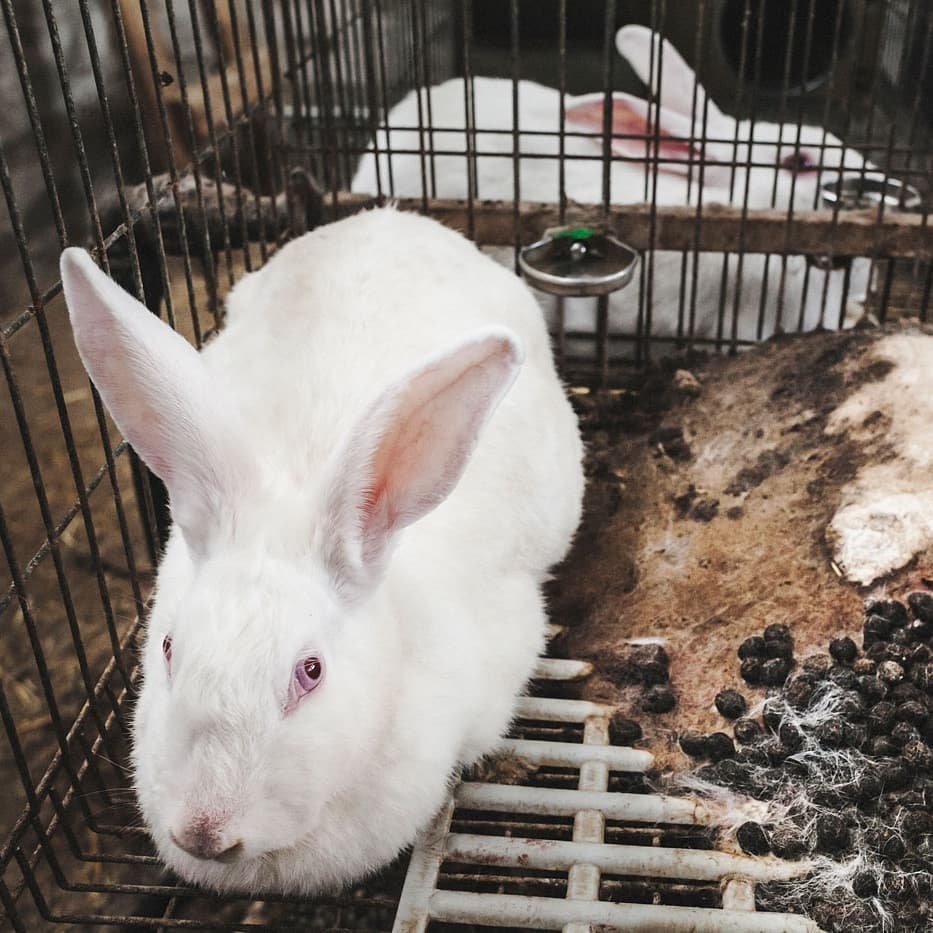 VeganFTAEspanol's tweet photo. Los conejos son animales activos y sociables. Sin embargo, estos seres sintientes son encerrados y explotados por su carne, su pelaje y para experimentos 💔🐇
📸 @VegamesOfficial
#veganfta #conejos #angora #sintesteo #veganismoesjusticia #losanimaelsnosoncomida #rabbitworld https://t.co/h8pIr85bQX