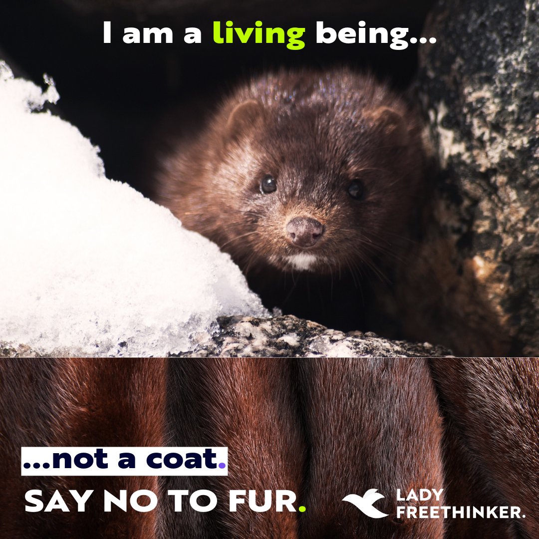 LadyFreethinker's tweet photo. #SAVETHEMINK!
In overcrowded #furfarms, helpless newborn #mink are jammed into tiny, metal cages and held there until they’re slaughtered at about 6 months old. Their lives are filled with fear, stress, and illness.
#StopFurFarms ➡️ https://t.co/OBM885cvpb
#NoFur #FurIsCruel https://t.co/iLozz1euG4