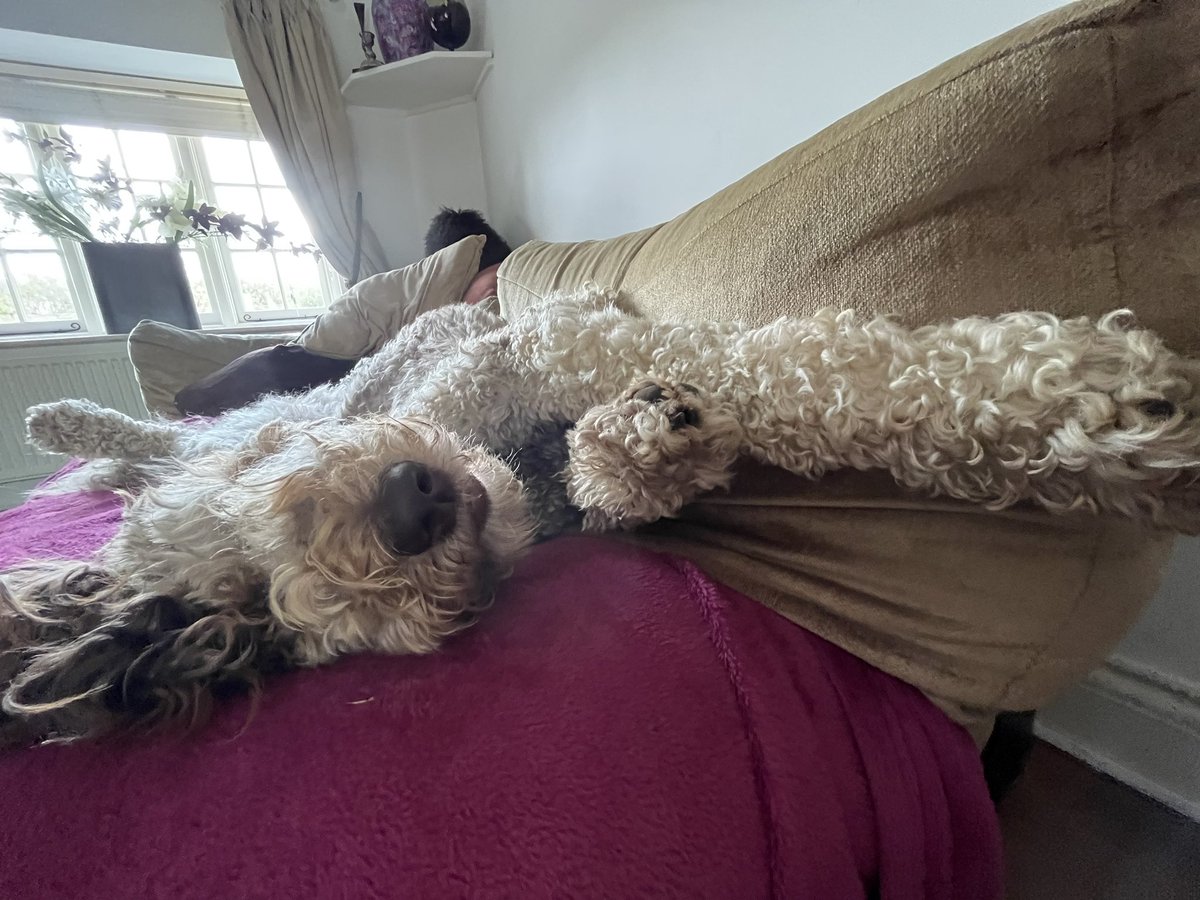 Weekends are hard work!
#newfypoo #digitaldogs  #dogsofSEO