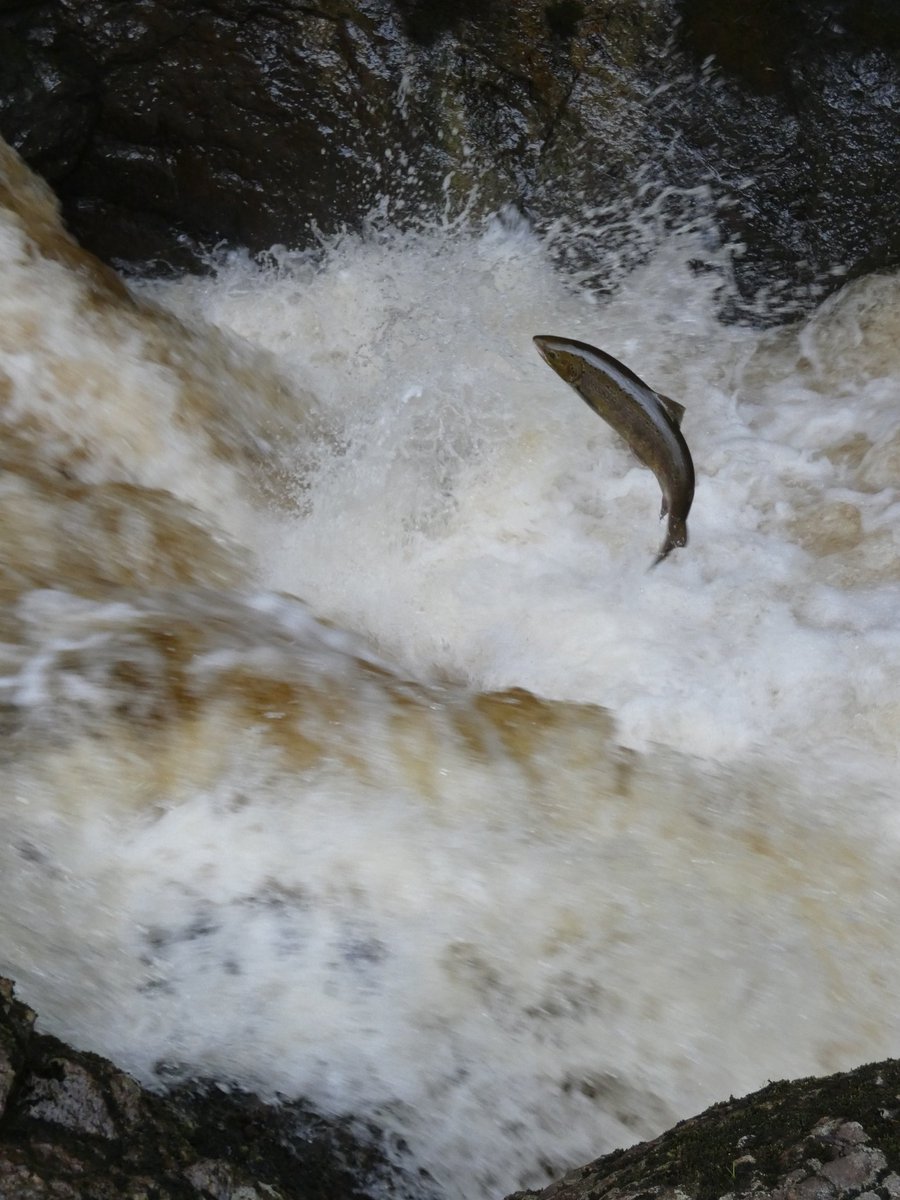 shamblesklutz's tweet photo. A couple of days away in Perthshire, watching salmon leap, red kites soar, and Doune castle being all wonderfully castle-ly ❤️
#salmonleaping #redkites #dounecastle #gameofthrones #winterfell #outlander #castleleoch #montyphython #holygrail #ni #Perthshire @VisitScotland https://t.co/dvtgMo6zG8