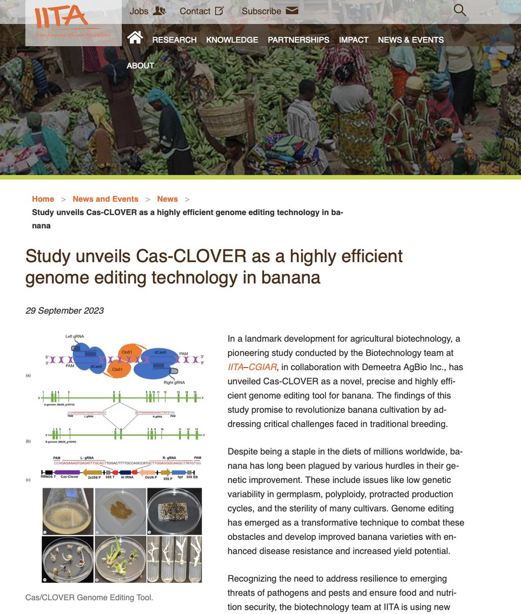 Study unveils Cas-CLOVER as a highly efficient genome editing technology in banana. iita.org/news-item/stud…