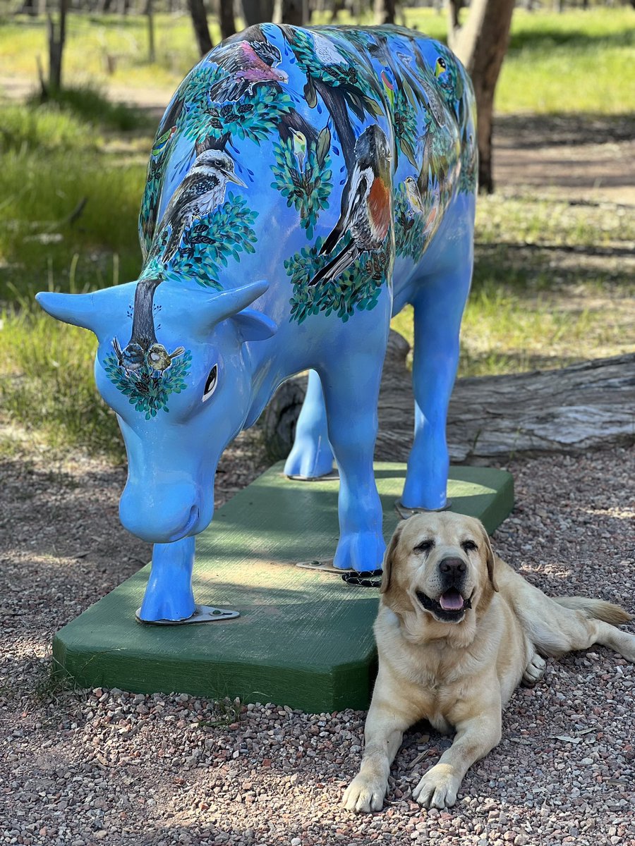 hp_3336's tweet photo. Shepparton Moooving Art | #sheppartonmooovingart #shepparton #labrador #hp_3336 #spring2023 #australia 30SEP23 🇦🇺 https://t.co/VXZL9aUQoz