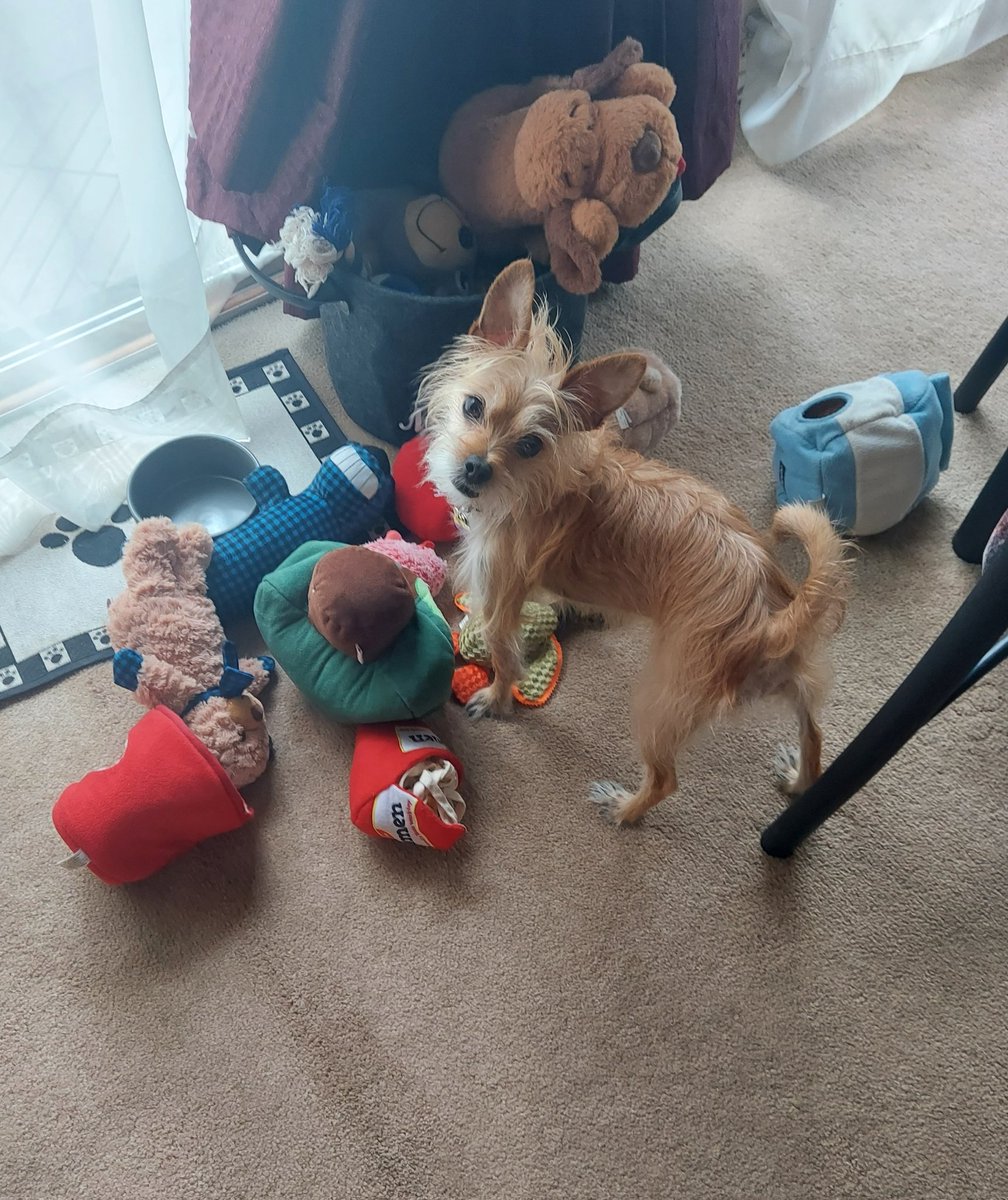 mstracymartin's tweet image. So many toys to choose from!  How can I pick just one? #spoileddoglife 😅