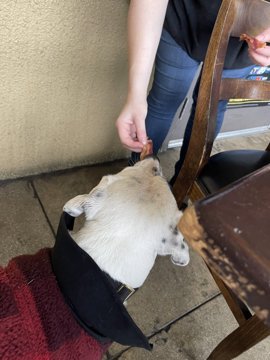 Sleazy1DB's tweet photo. Rain. That doesnโt stop us! (She hates it) Walk down to @LuckyBaldwinsCA to catch the end of the #USCVSCOLORADO GAME. A little #baccon makes it worth it. https://t.co/3vmET8qcQp