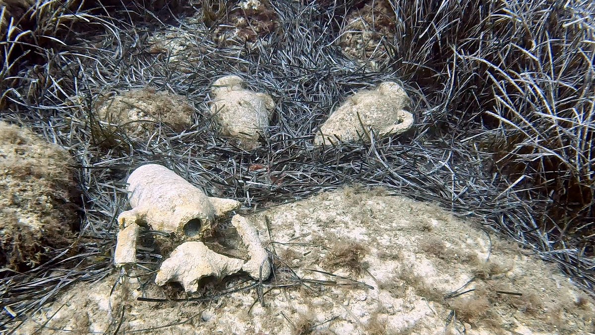 urinantes's tweet photo. From diving a 17th century Dutch warship on an archaeological site last week to a smattering of concrete amphora in the sea grass today. Alas check dive done and with more muckers arriving tomorrow, here’s to some good diving on Malta and Gozo during the next two weeks. https://t.co/LjgJN2PnVK