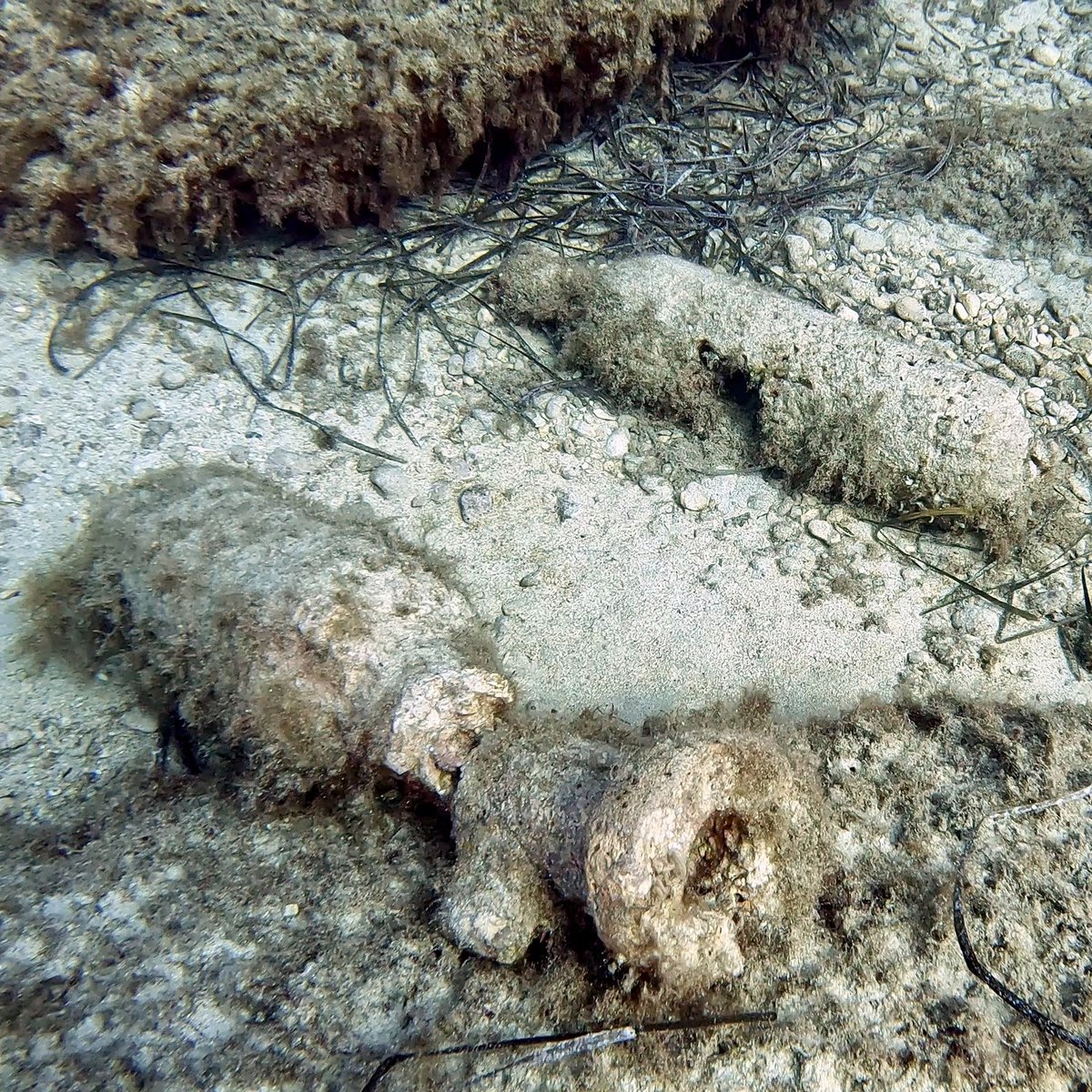 urinantes's tweet photo. From diving a 17th century Dutch warship on an archaeological site last week to a smattering of concrete amphora in the sea grass today. Alas check dive done and with more muckers arriving tomorrow, here’s to some good diving on Malta and Gozo during the next two weeks. https://t.co/LjgJN2PnVK