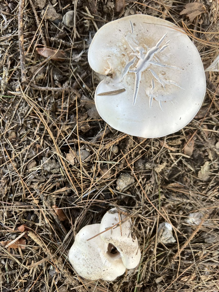 KitBaroness's tweet photo. These are flowering blewits. 

Blewits are fascinating and hard to identify when they’re not purple https://t.co/rtjRnCNa0z