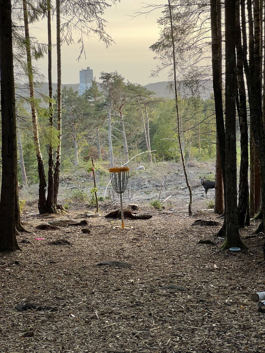 JCOttesen's tweet photo. Spotted a fucking moose today https://t.co/jcE7ZEyQ41
