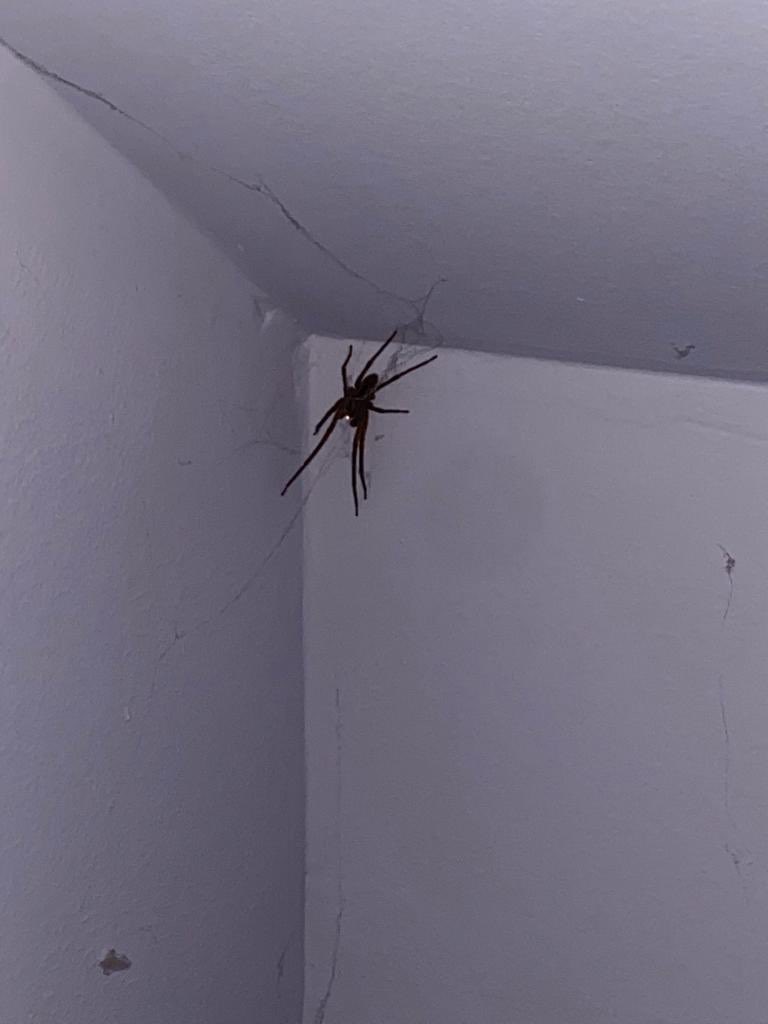 Steven Birenbaum tweet media