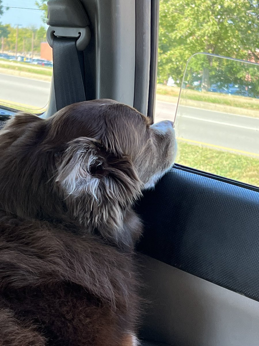 dangolsarah's tweet photo. she loves car rides. https://t.co/cXBEGxEE21